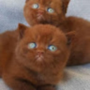 Meet your Posher, Janice